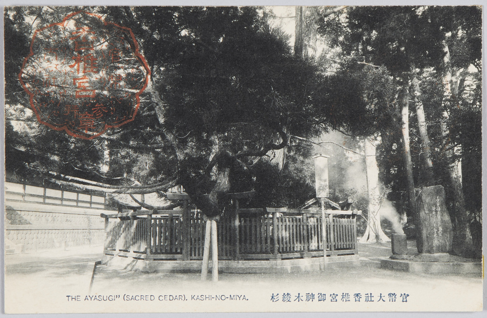 作品画像:官幣大社香椎宮御神木綾杉