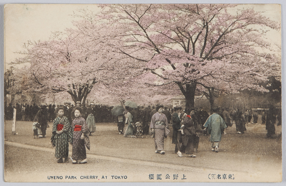 作品画像:(東京名所)上野公園桜