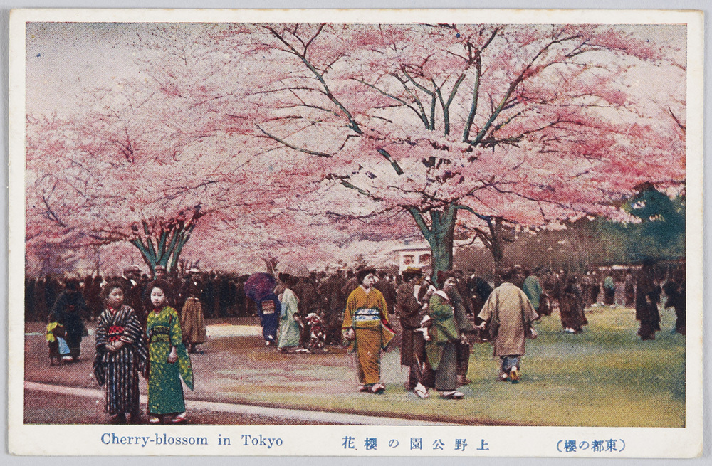 作品画像:(東都の桜)上野公園の桜花