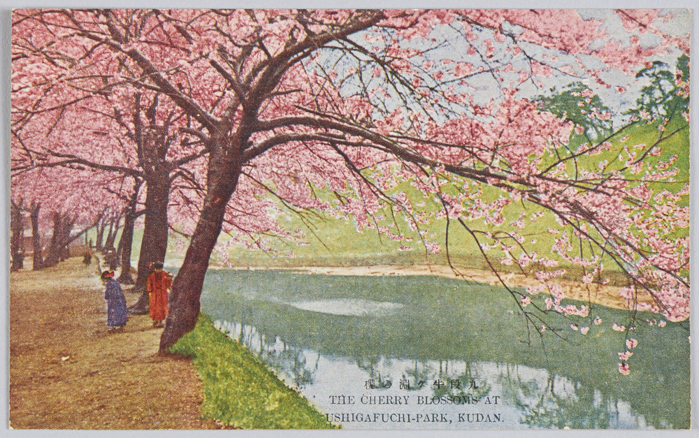 作品画像:九段牛ヶ淵の桜