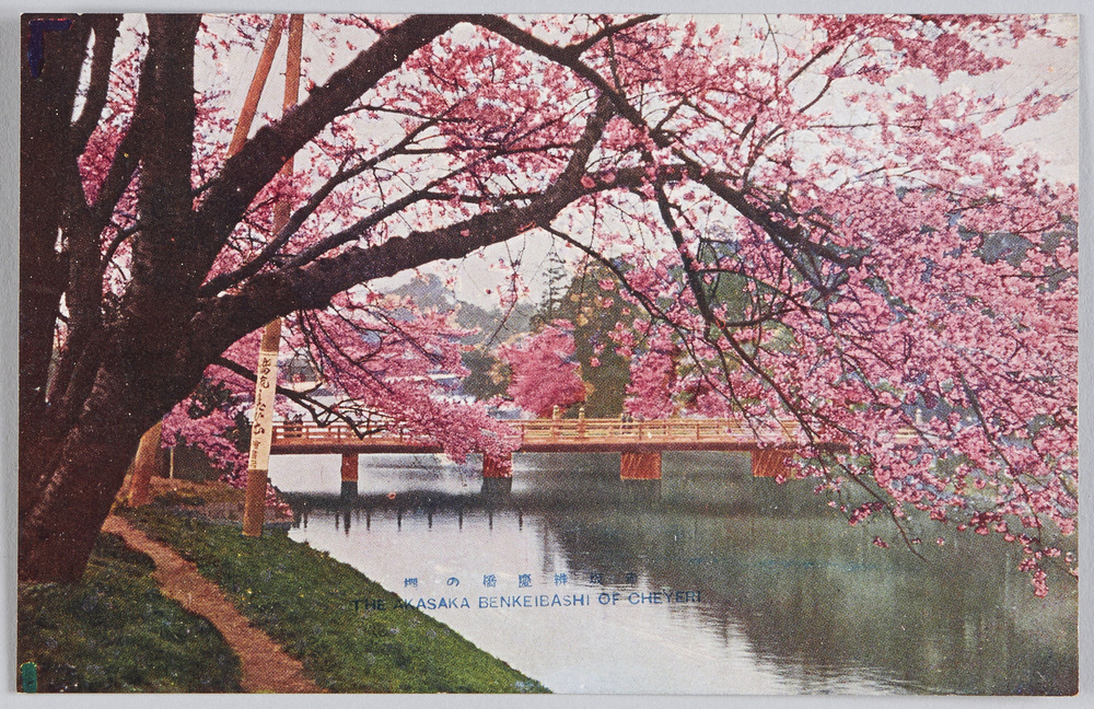 作品画像：赤坂弁慶橋の桜