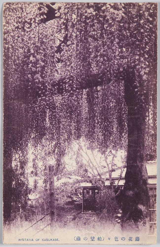 作品画像:藤花の色々(粕壁の藤)