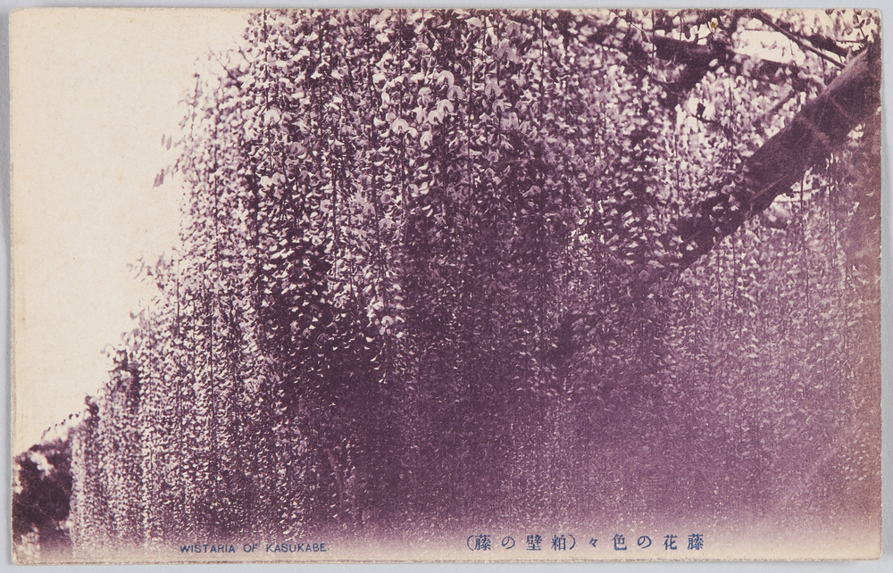 作品画像:藤花の色々(粕壁の藤)