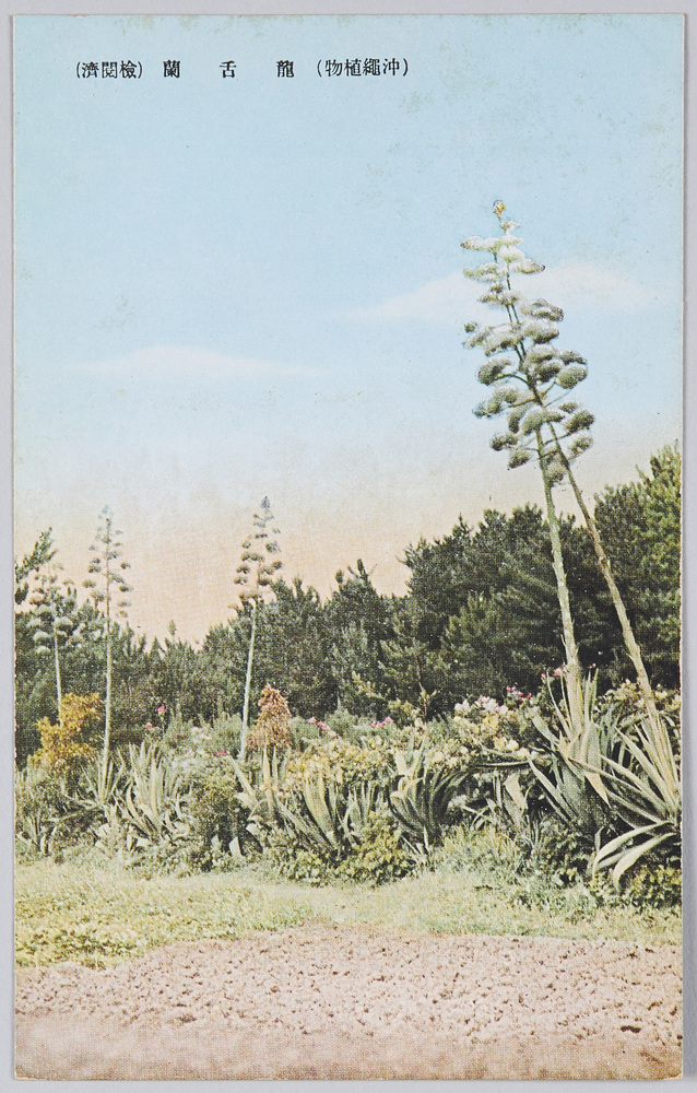 作品画像:沖縄植物