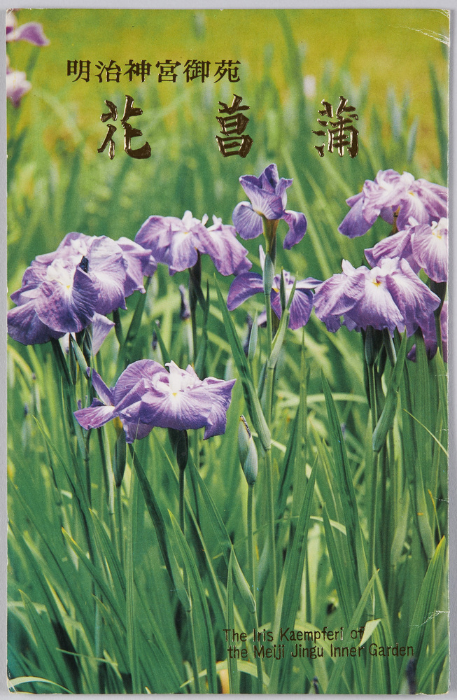 作品画像:明治神宮御苑 花菖蒲