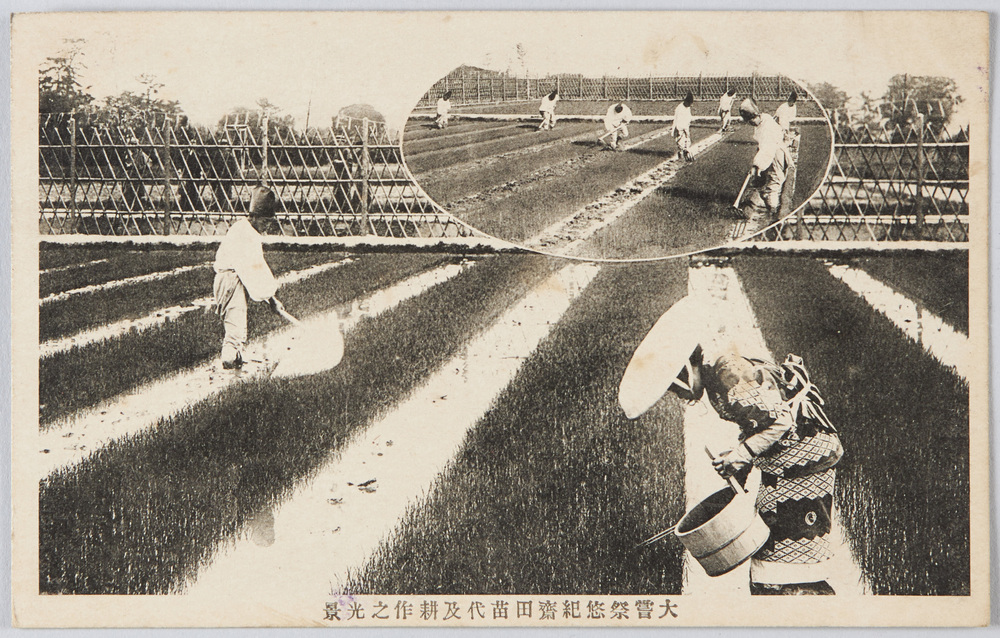 作品画像:大嘗祭悠紀斎田苗代及耕作の光景