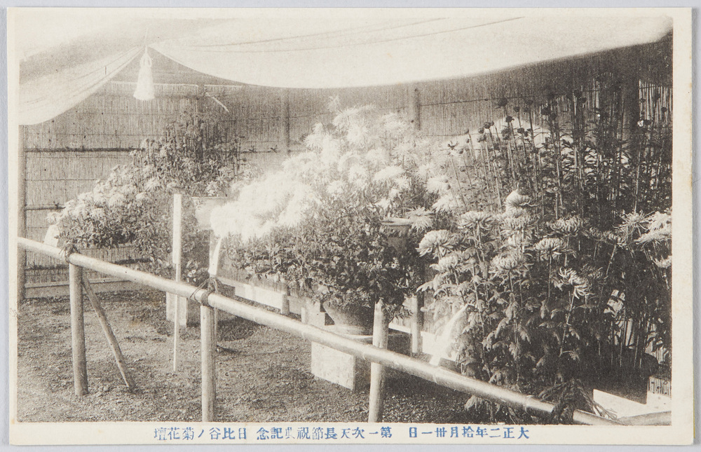 作品画像:大正二年十月三十一日 第一次天長節祝典記念 日比谷ノ菊花壇