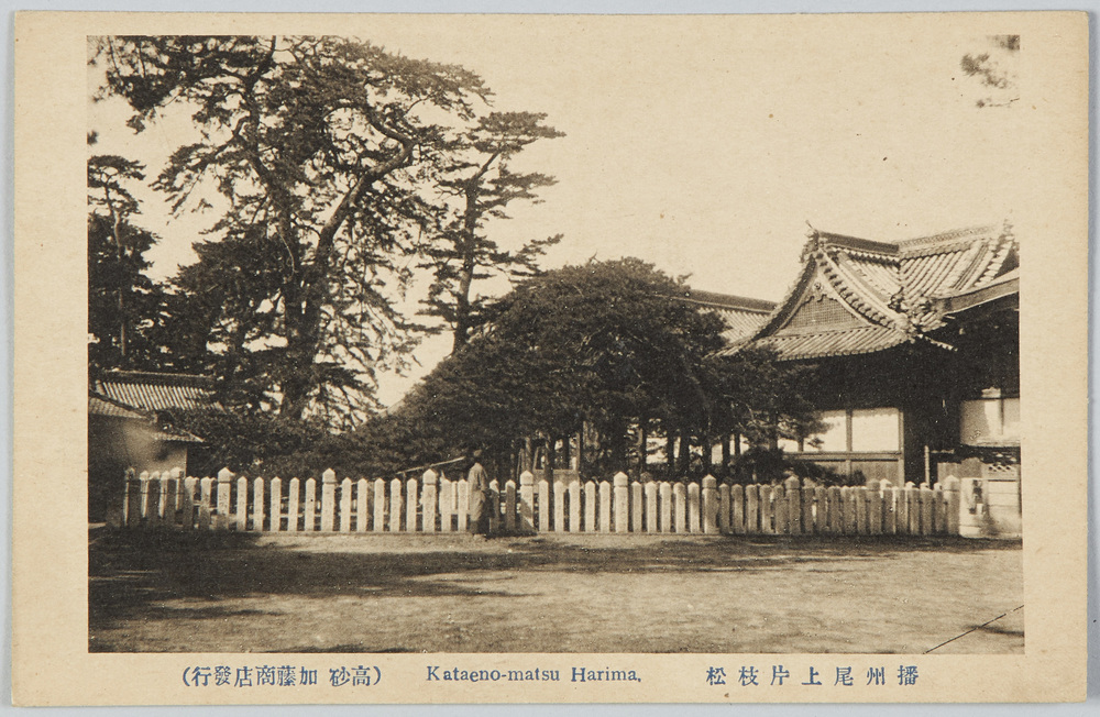 作品画像:播州尾上片枝松 Kataeno-matsu Harima