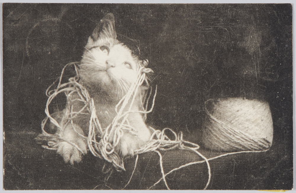 作品画像:麻紐で遊ぶ猫