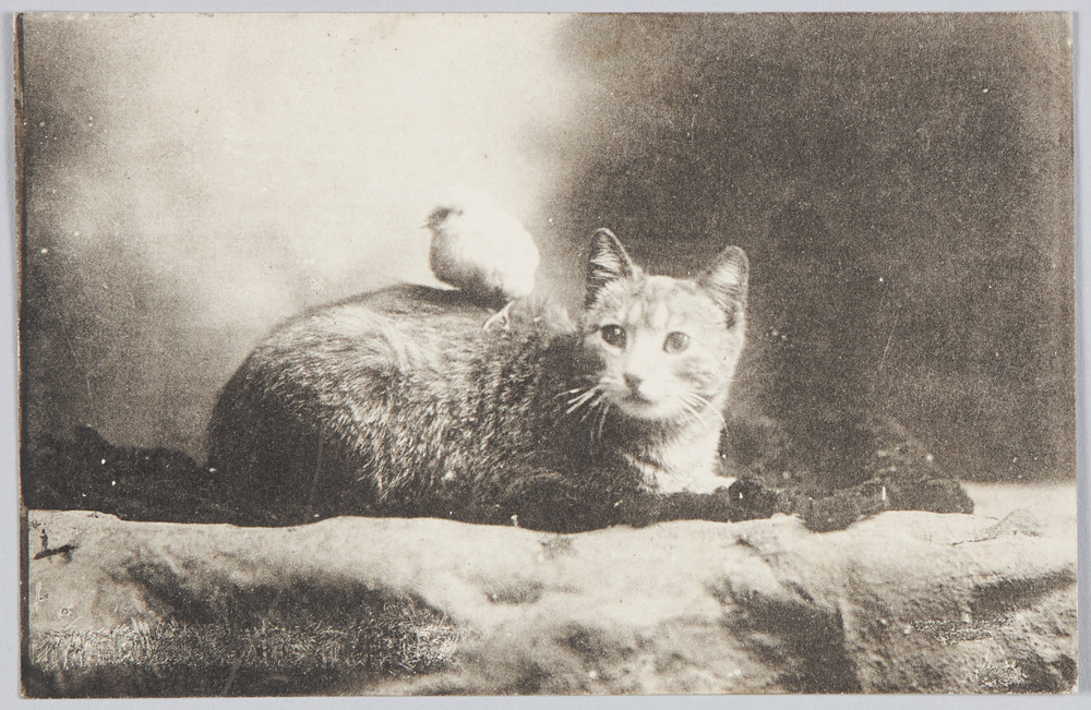 作品画像:猫とヒヨコ