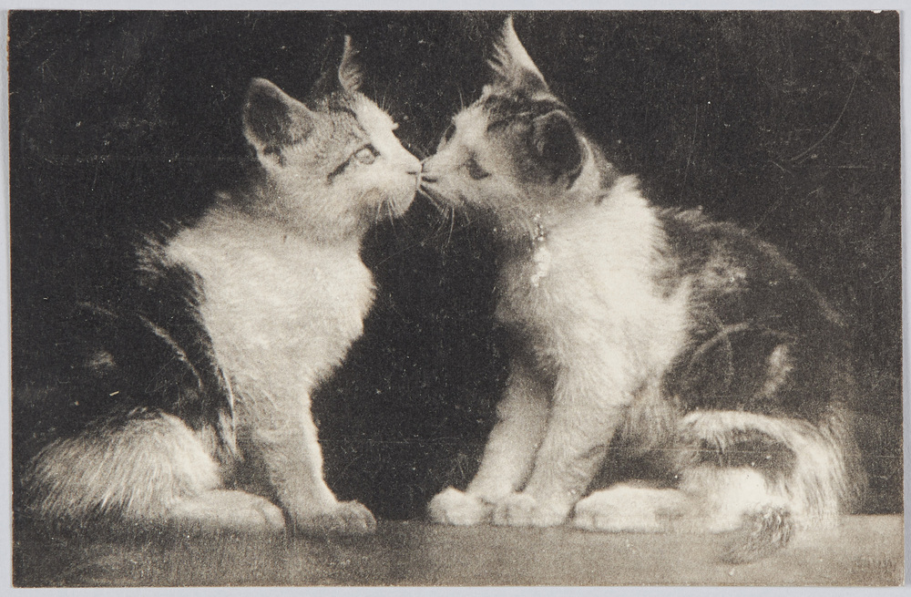 作品画像：2匹の猫