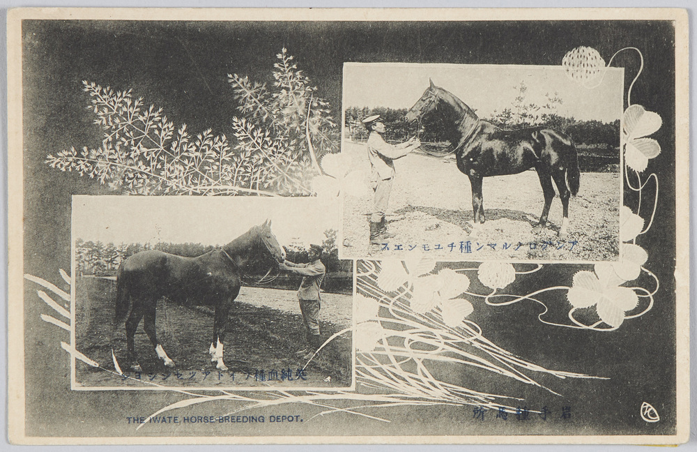 作品画像:岩手種馬所 アングロノルマン種チユモンエス 英純血種ライトアツセンション THE IWATE HORSE-BREEDING DEPOT.RACE COURSE OF THE HOSE-BREEDING DEPOT.