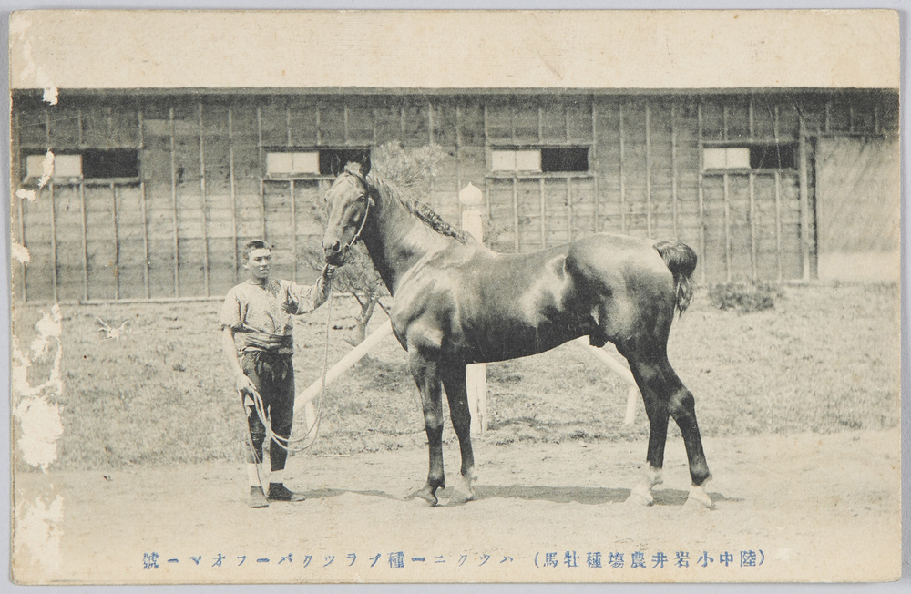 作品画像:(陸中小岩井農場種牡馬)ハツクニー種ブラックパーフオマー号