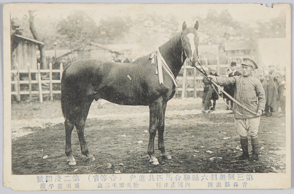 作品画像:第三回奥羽六県連合馬匹共進会(一等賞)第二浅間号 青森県出陳 内国産洋種 牡馬栗毛三歳 盛田喜平治