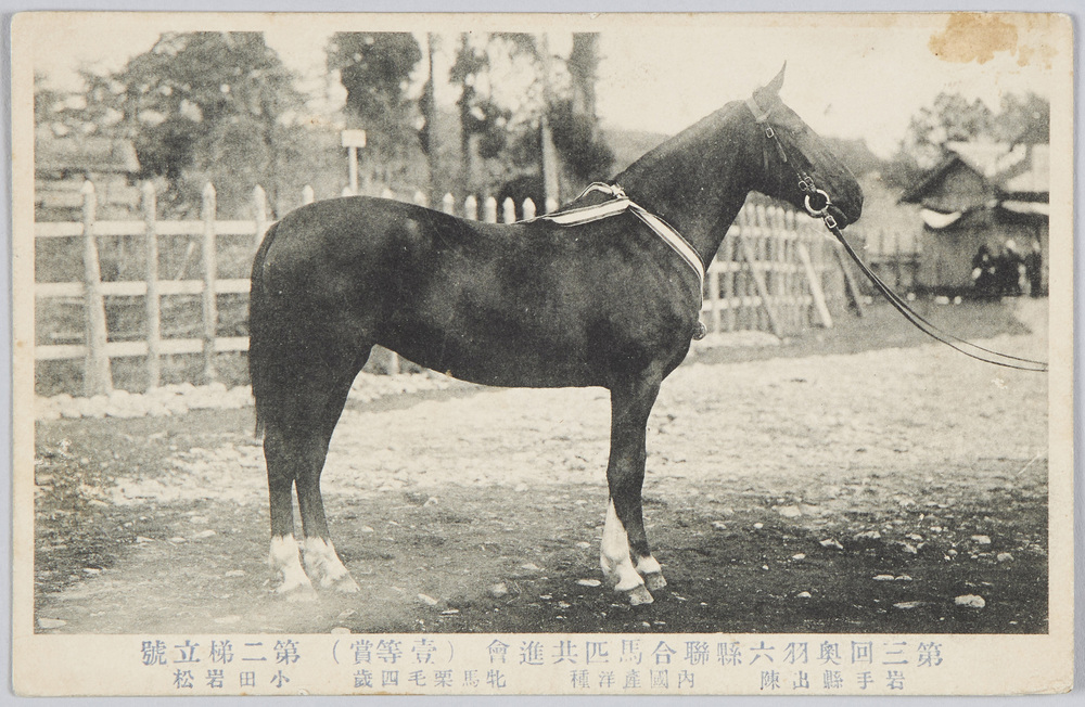 作品画像:第三回奥羽六県連合馬匹共進会(一等賞)第二梯立号 岩手県出陳 内国産洋種 牝馬栗毛四歳 小田岩松