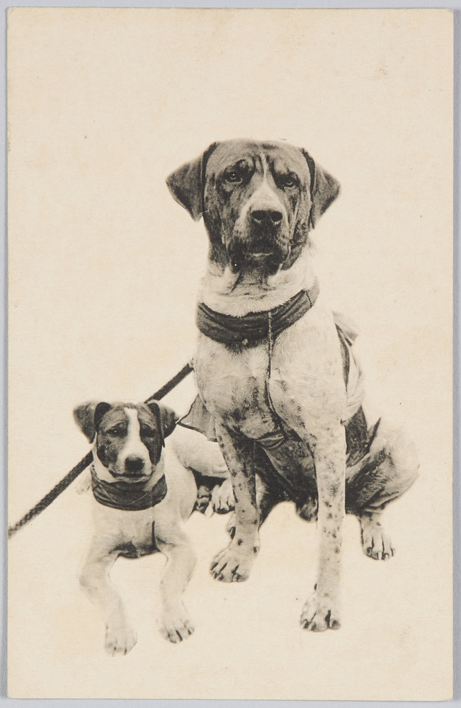 作品画像:2匹の犬