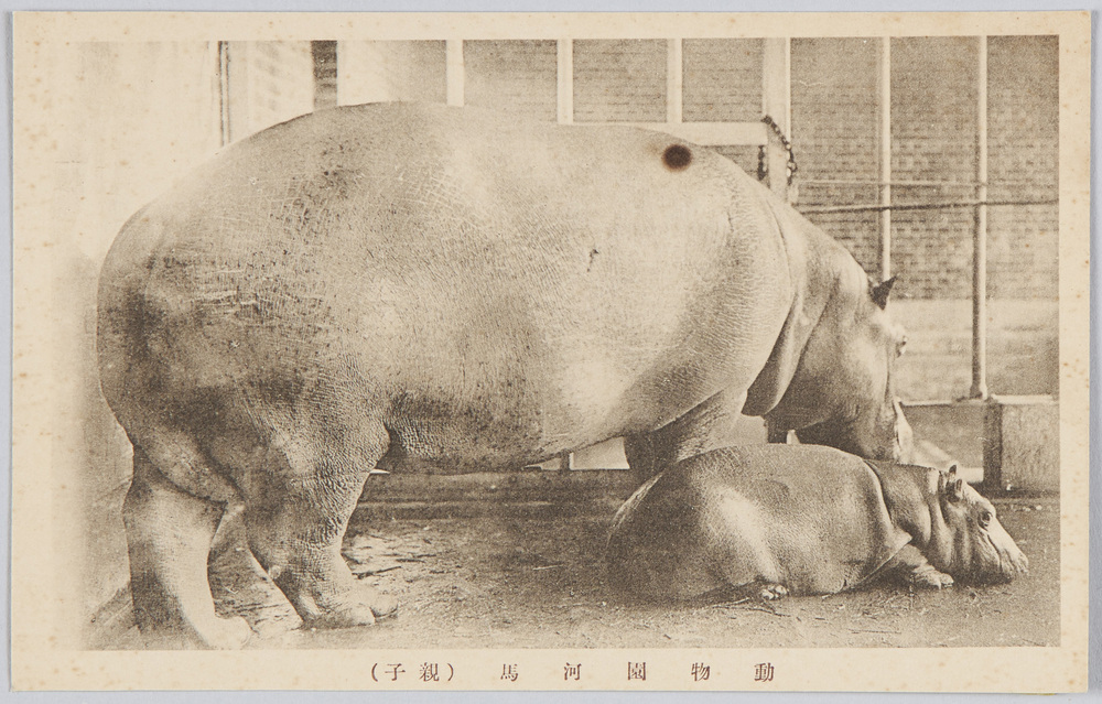 作品画像:動物園河馬(親子)