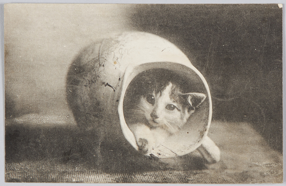 作品画像：水差しに隠れた猫