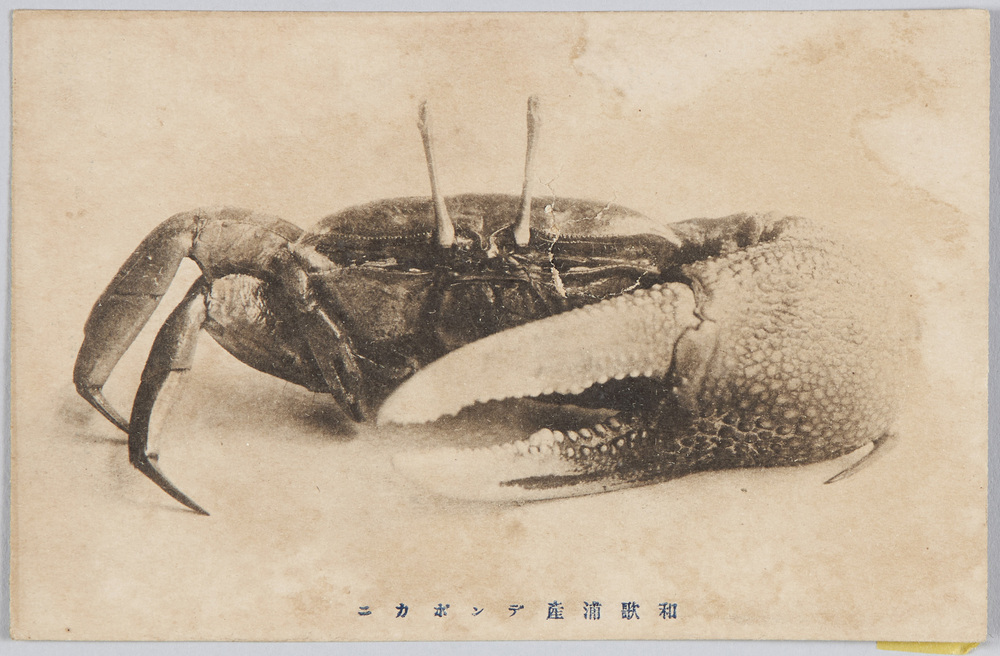 作品画像:和歌浦産デンポカニ