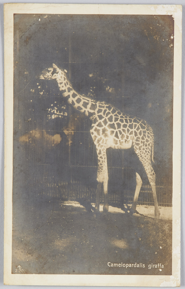 作品画像:Camelopardalis giraffa