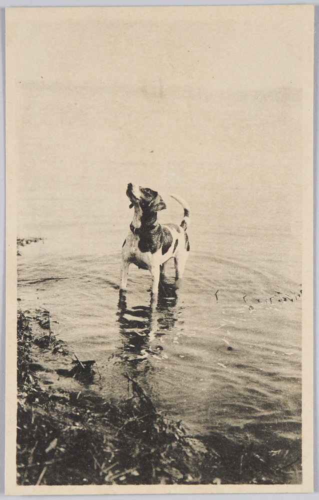 作品画像：水遊びする犬