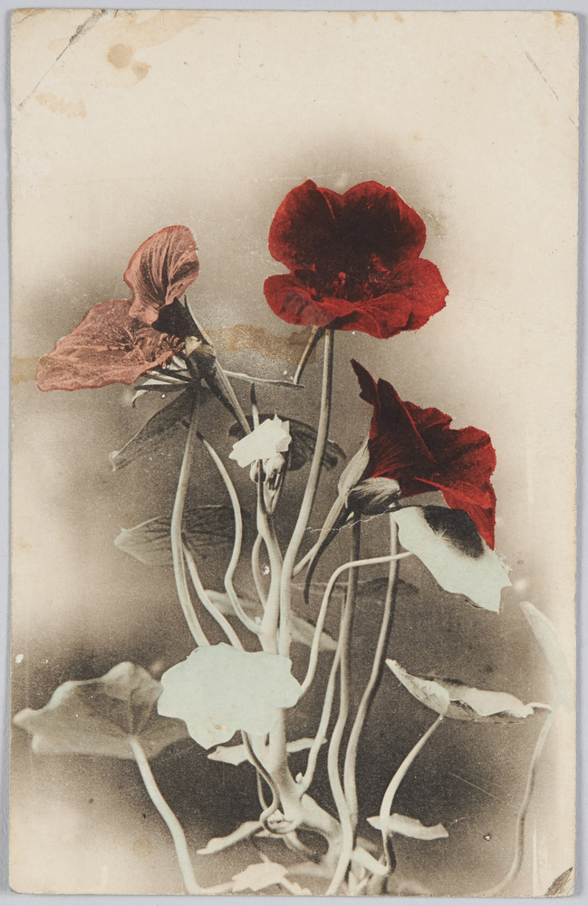 作品画像:ナスタチウム(金蓮花)
