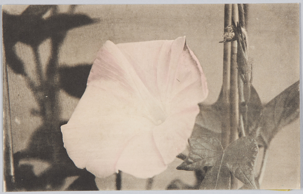 作品画像:朝顔の花