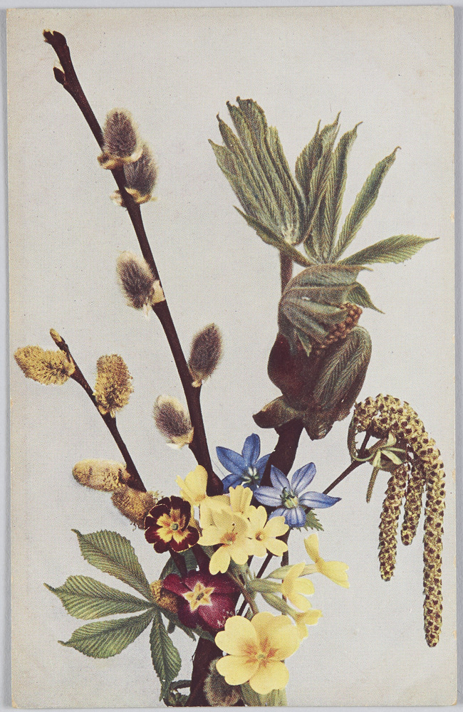 作品画像:Salix Caprea-Sahl-Weide, Aesculus Hippocastaneum-RoBkastanie, Corylus Avellana-Aurikel, Primula elatior-Himmelschlüssel.