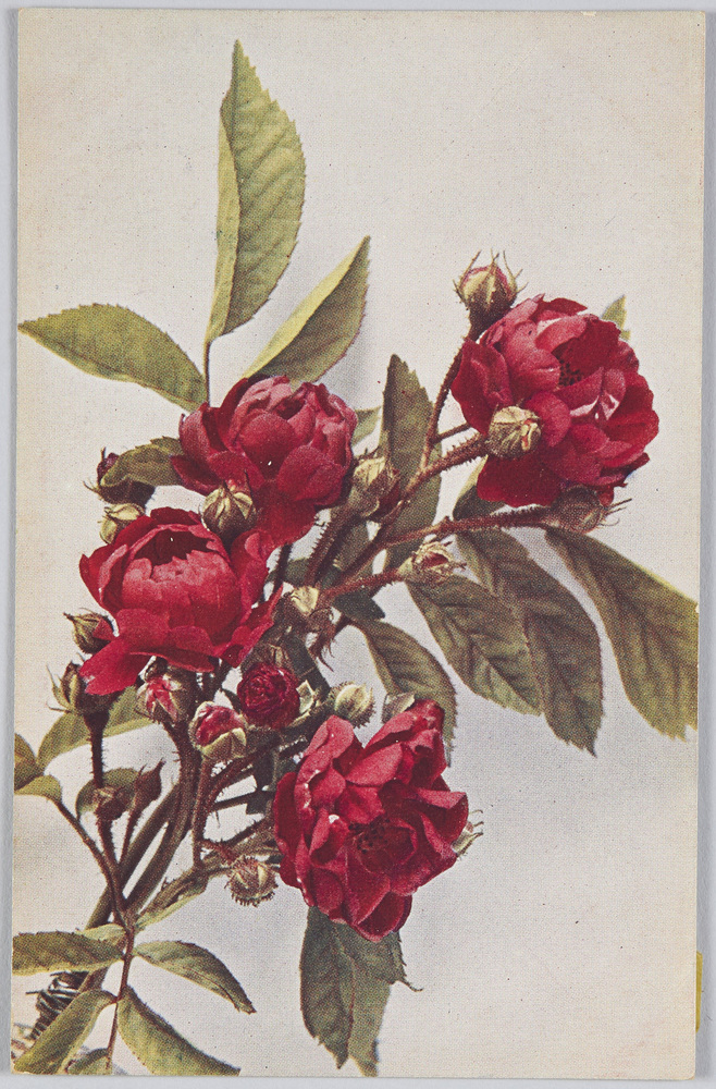 作品画像:Rosa, Crimson Rambler”-Jap-anische Kletterrose.
