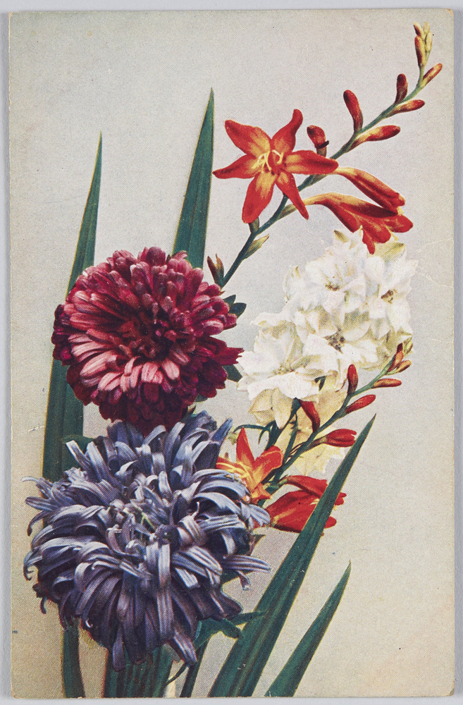 作品画像:Montbretia Crocosmiae flora-Montbretie Matthiola annuna-Levkoje Callistephus hortensis-Sommer-Aster.