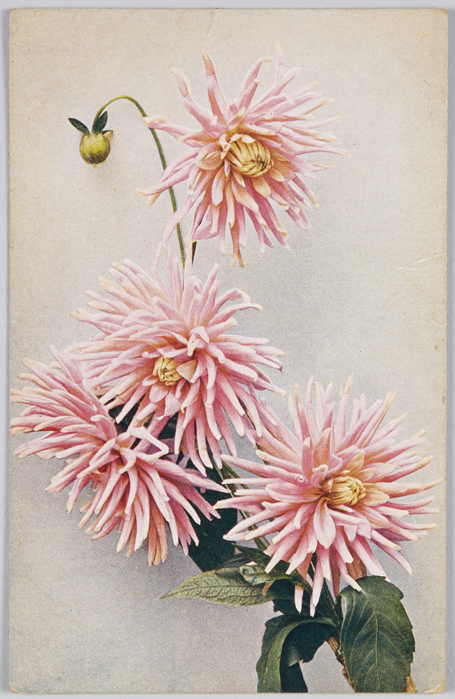 作品画像:Cactus-Dahlie-Geiselher.