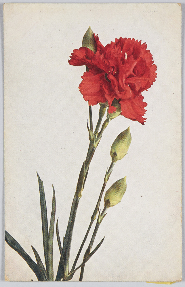 作品画像:Dianthus Caryophyllus-Garten-Nelke.