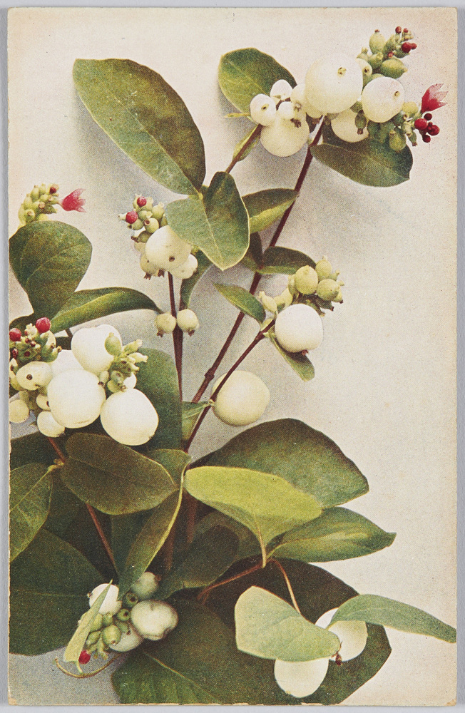 作品画像:Symphoricarpus racemosa-traubige Schneebeere.