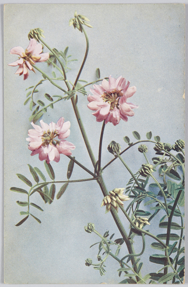 作品画像:Coronilla varia-Kronenwicke.