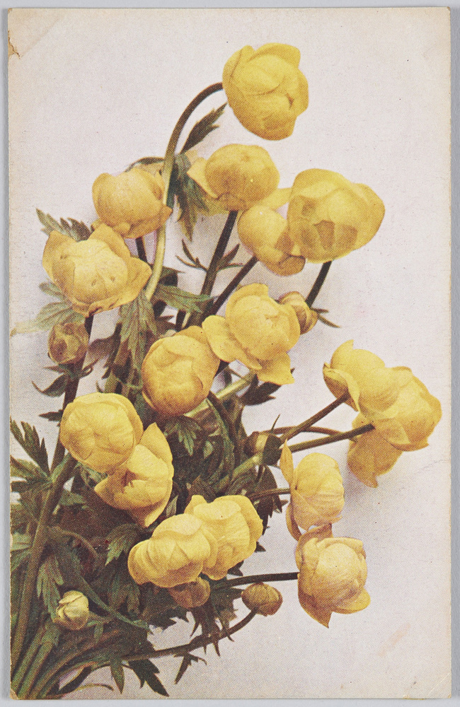 作品画像:Trollius europaeus-Trollblume.
