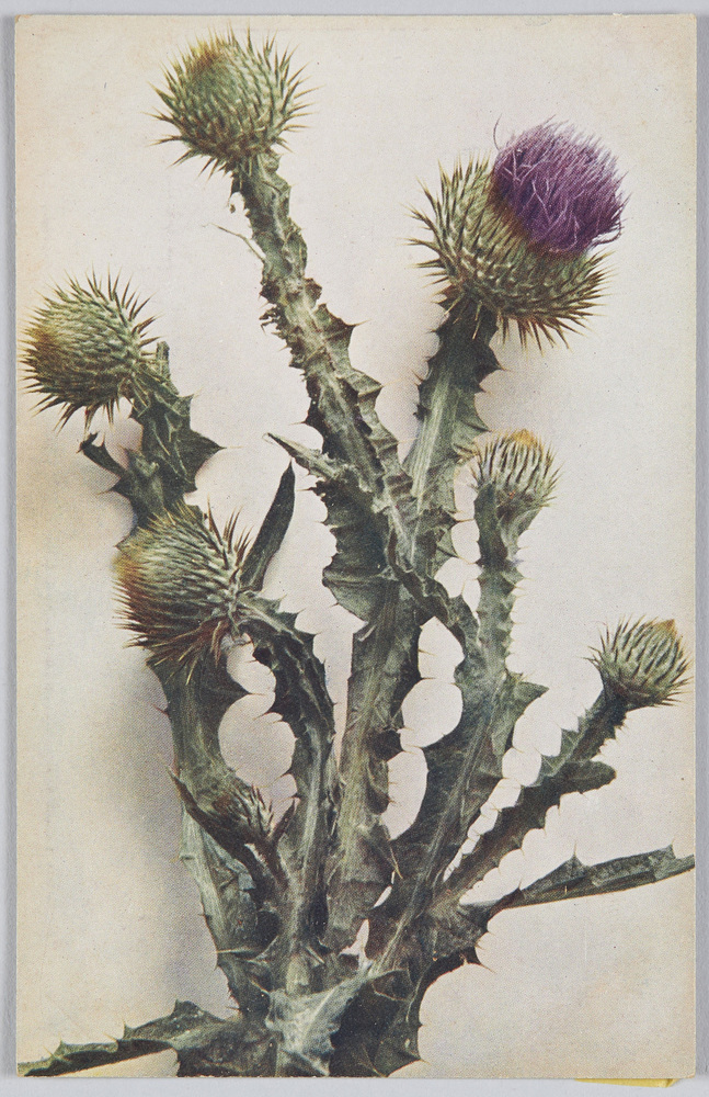 作品画像:Onopordon Acanthium-Esels-oder Krebs-Distel.