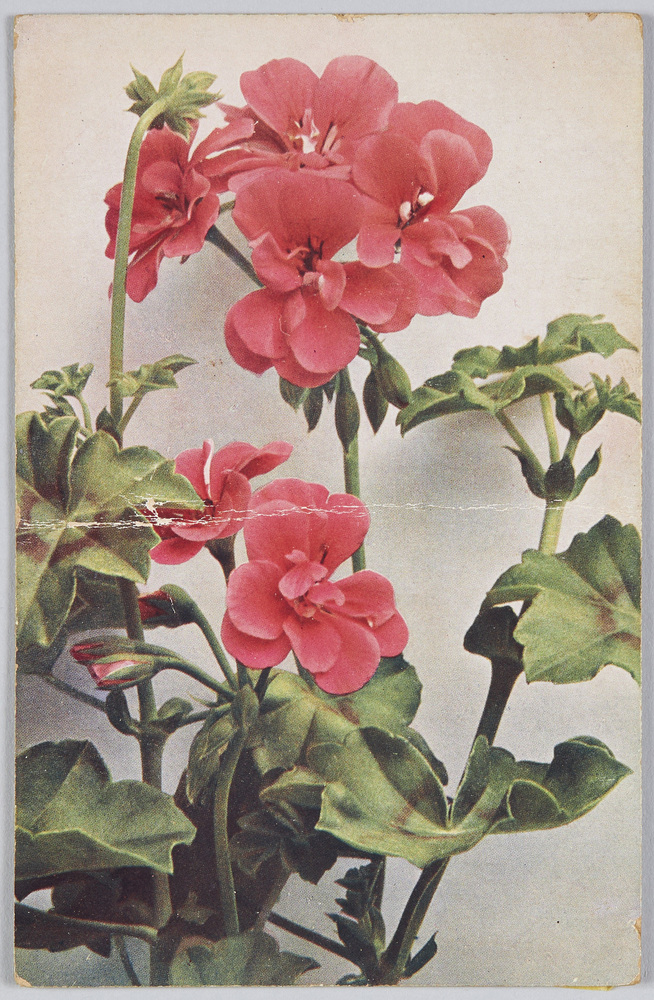 作品画像:Pelargonium peltatum-Epheu-Pelargonie.
