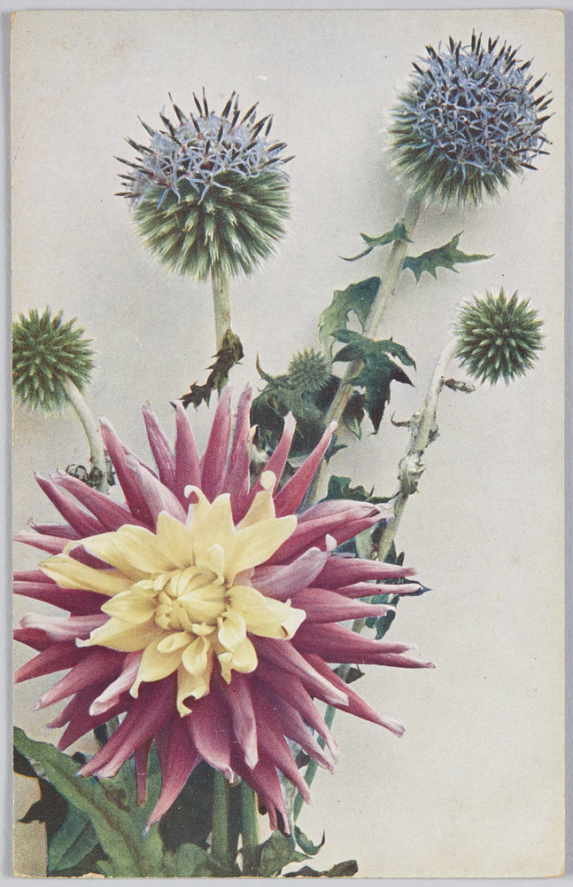 作品画像:Echinops sphaerocephalus-Kugeldistel Dahlia varilis”Krimhilde”-Kaktus-Dahlie.
