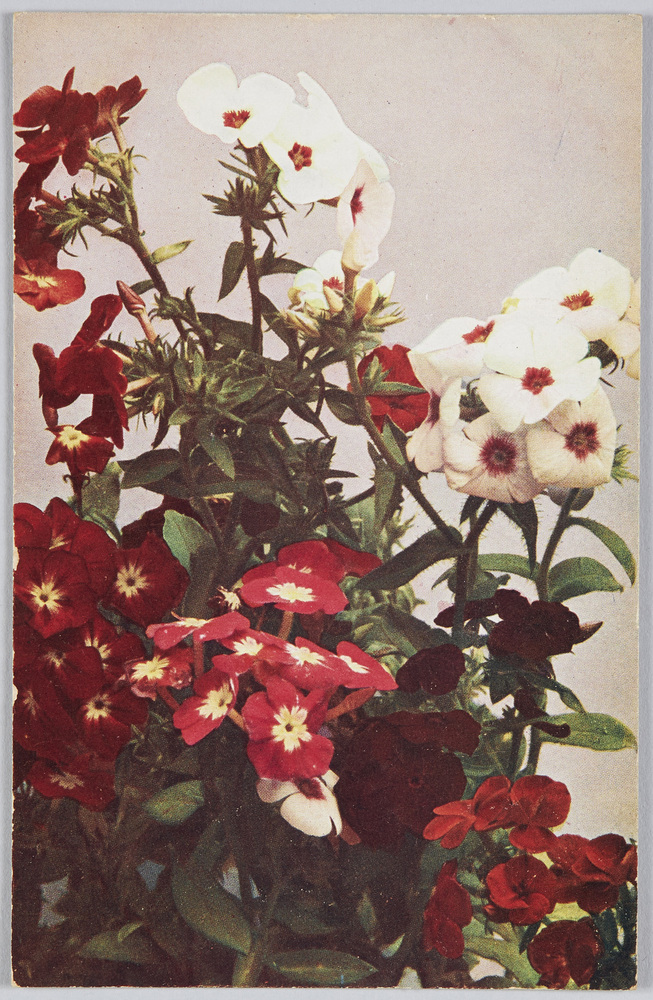 作品画像:Phlox Drummondu-Phlox.