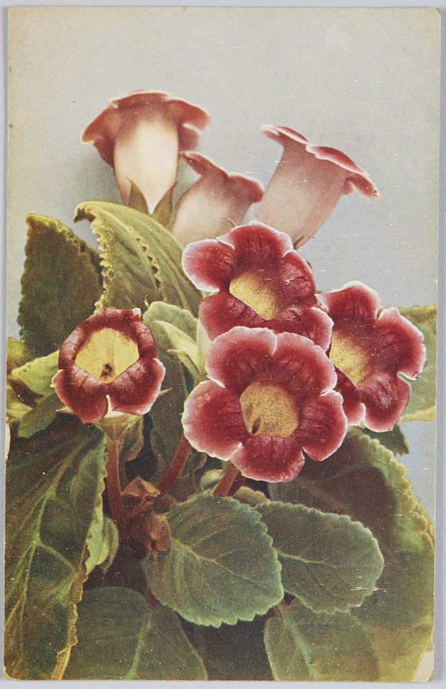作品画像:Gloxinia hybrida-Gloxinie.