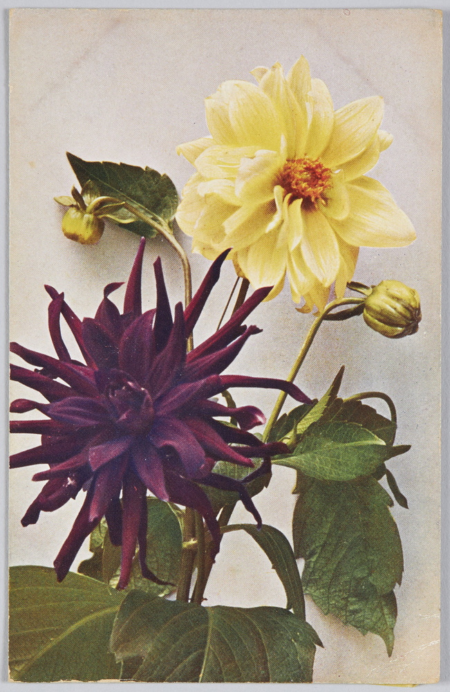 作品画像:Dahlia juarézii-Kaktus-Dahlie oben. “Elbe”Kanariengelb. unten: “Brunhide”, pflaumenfaben.