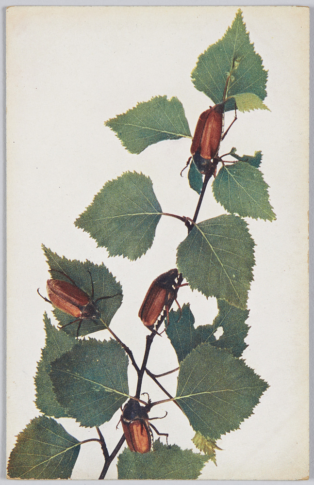 作品画像:Betula-Weissbirke.