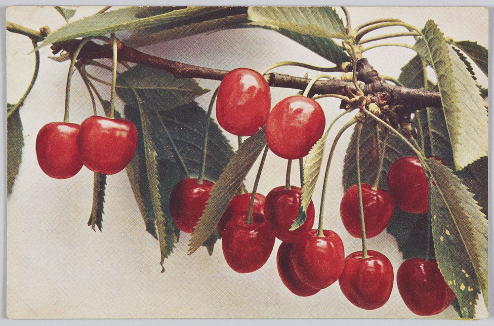 作品画像:Prunus avium-Hedelfinger Ri-esenkirsche.