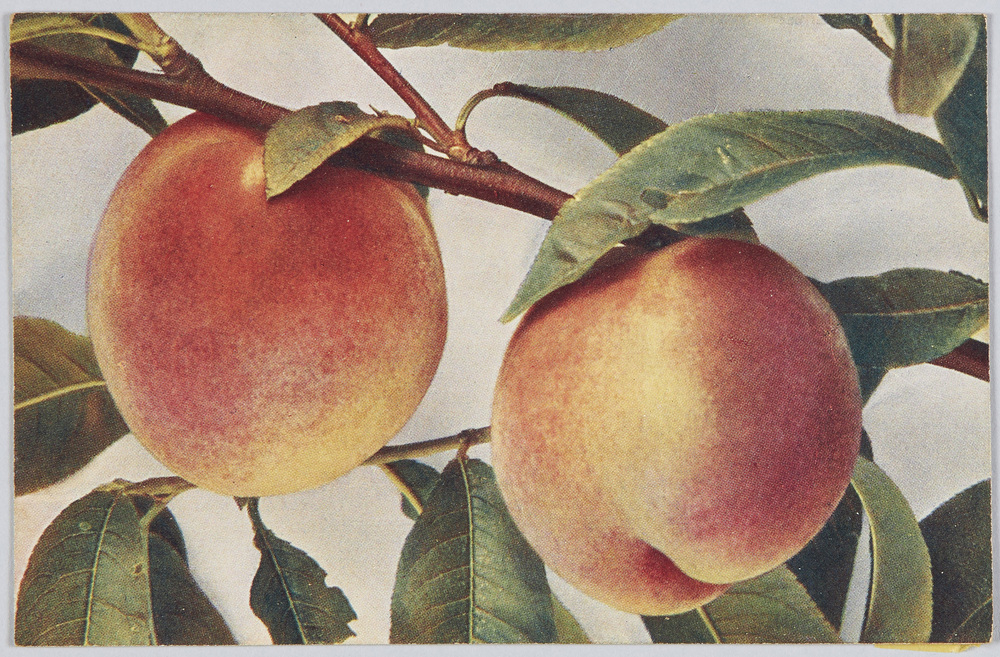 作品画像:Persica vulgaris-Pfirsich(Frühe Beatrix).