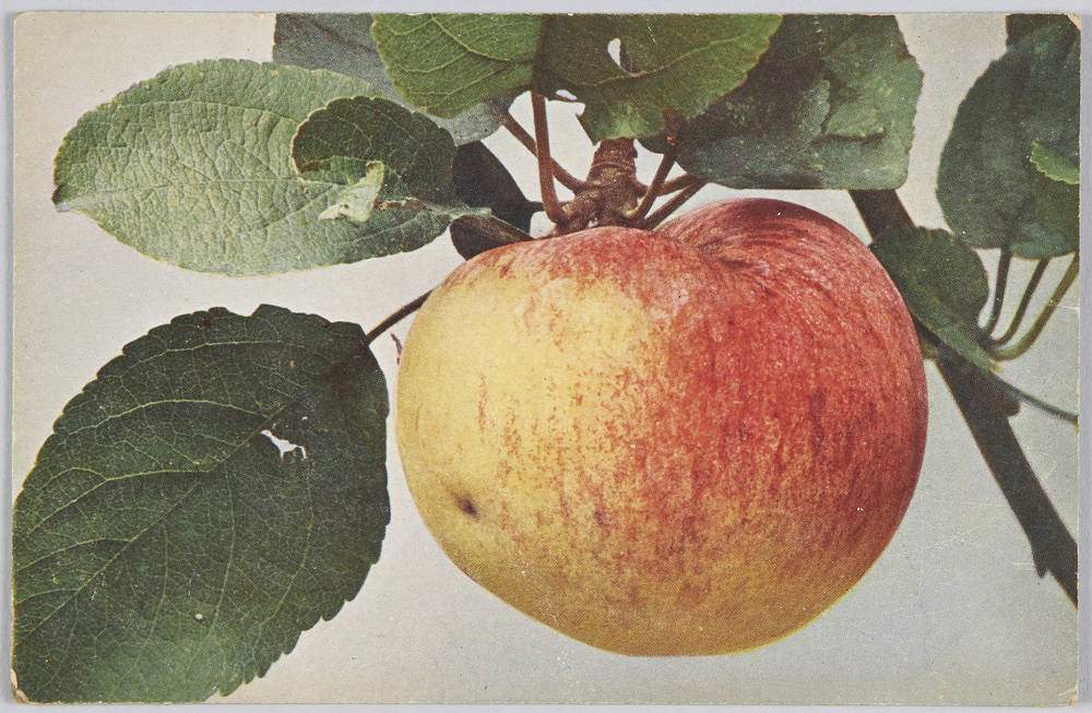 作品画像:Apfel”Charlamowsky”.