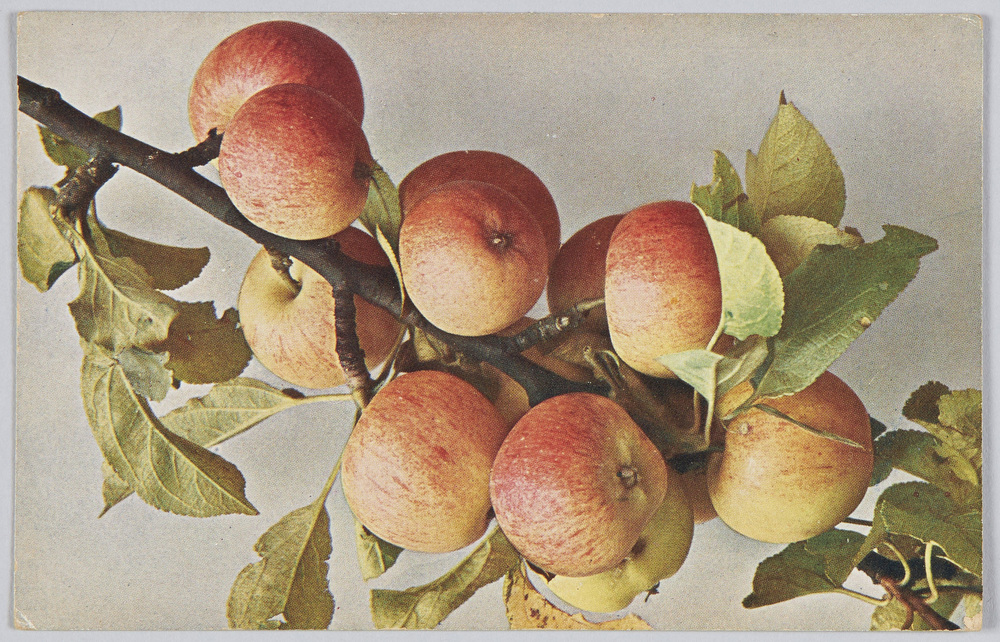 作品画像：Apfel: “Marmoisier”.