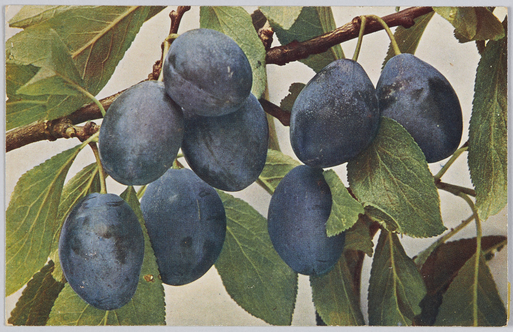 作品画像:Prunus insiticia-Kriechen-Pf-laume.