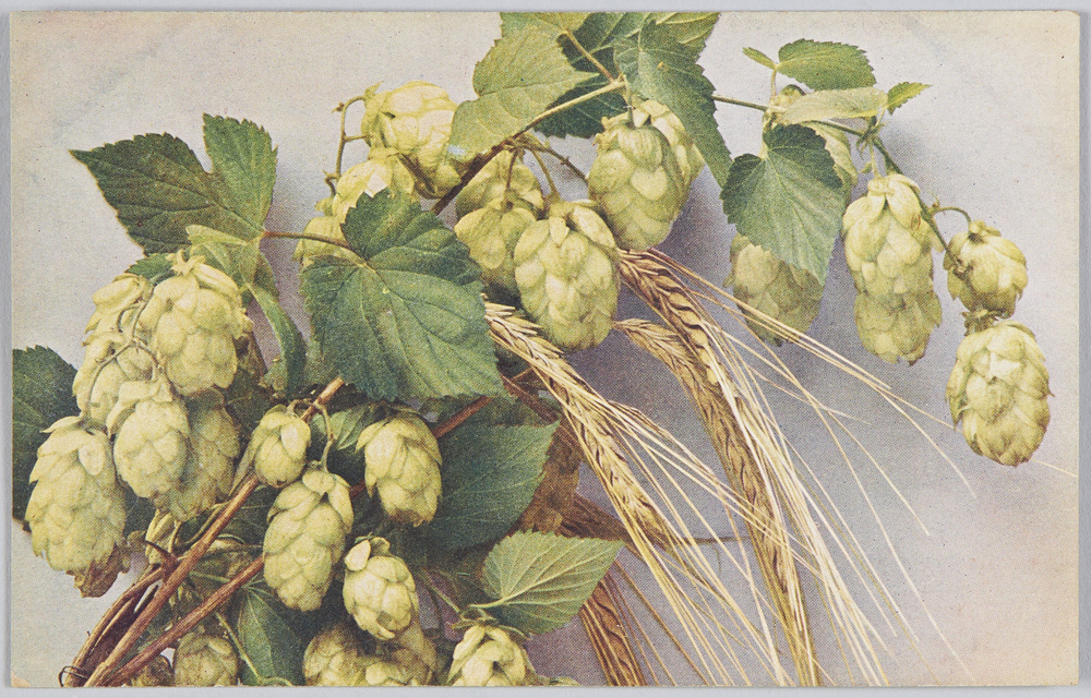作品画像:Humulus Lupulus-Hopfen Hordeum sativum-Gerste.
