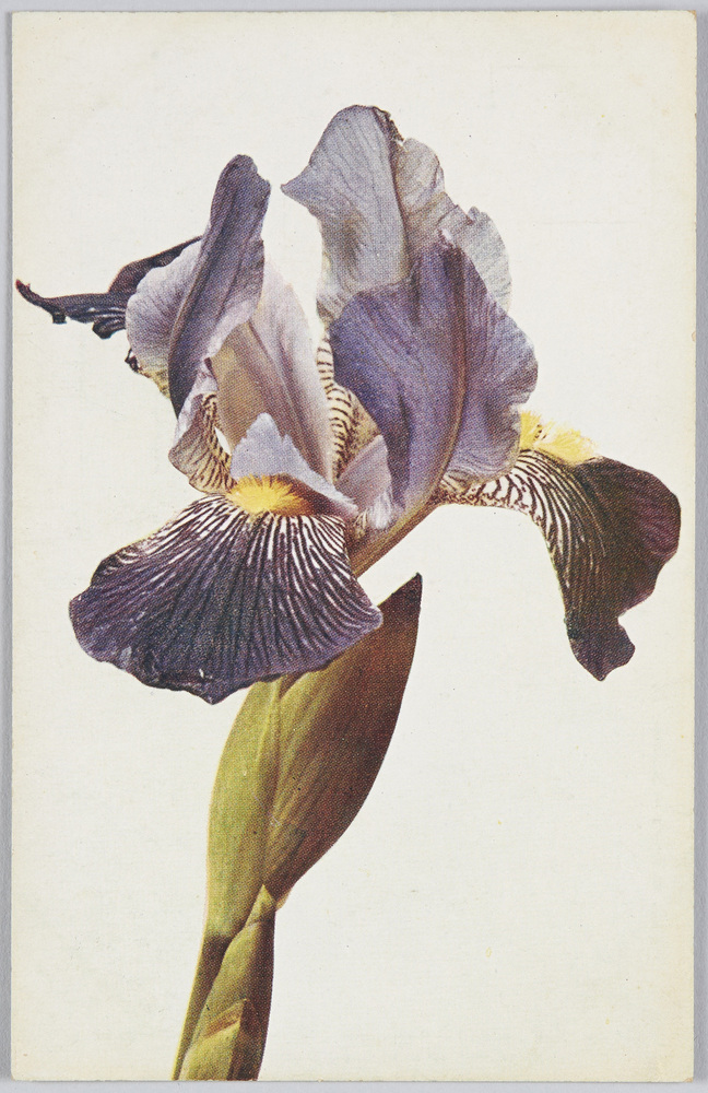 作品画像:Iris variegata-Schwertlilie.