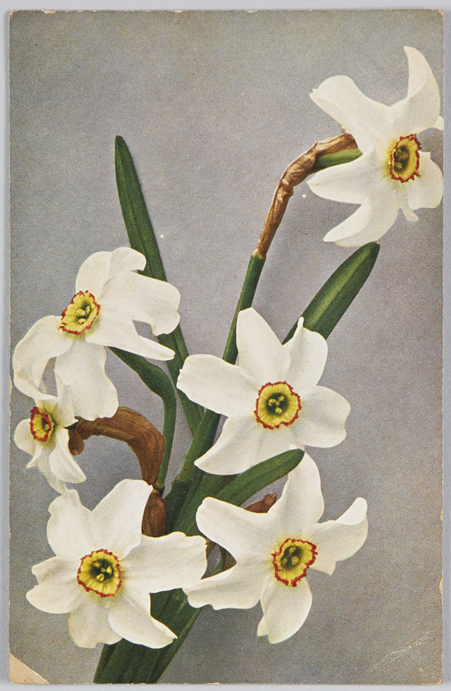 作品画像:Narcissus poeticus-“Dichter-Narzisse”